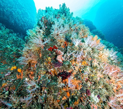 潛入綠島